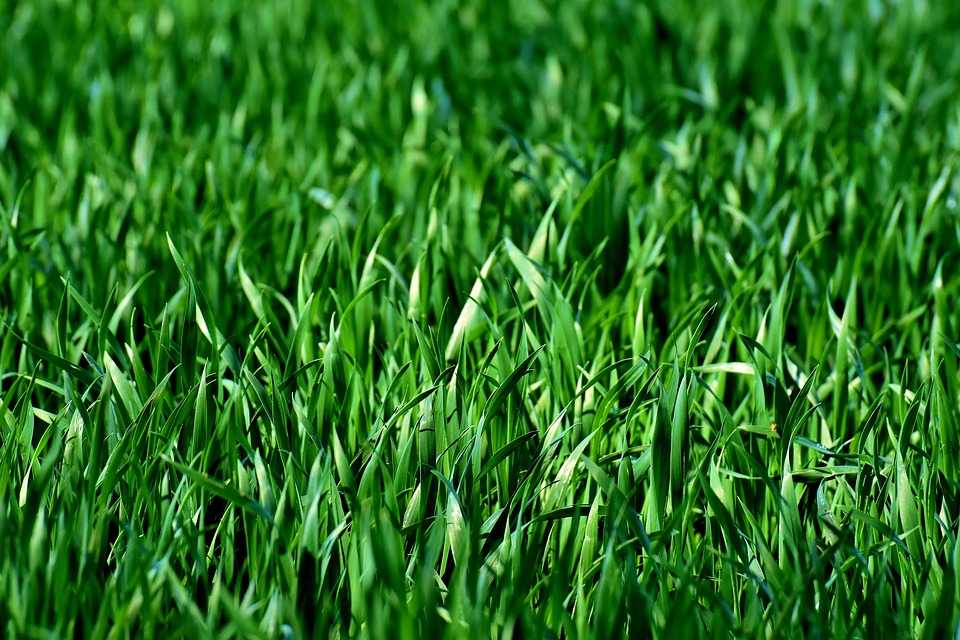Logo of KB Mowing Services
