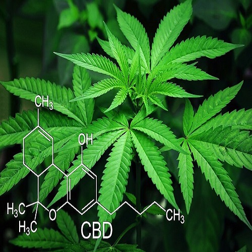 Logo of CBD Badge