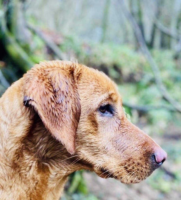 Logo of Nook on Lyne Labradors Dog Breeders In Carlisle, Cumbria